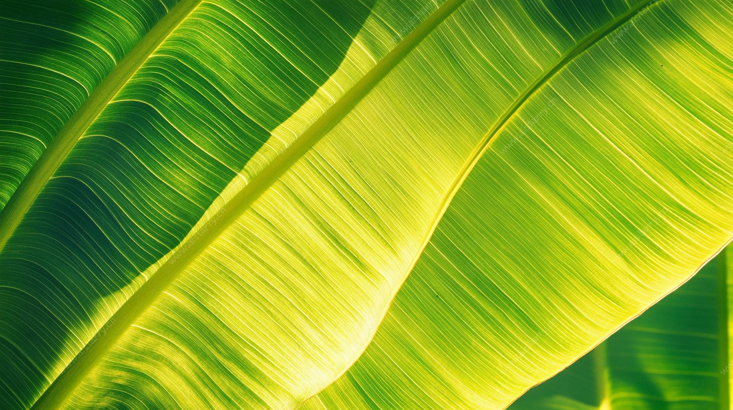 阳光下的翠绿芭蕉叶