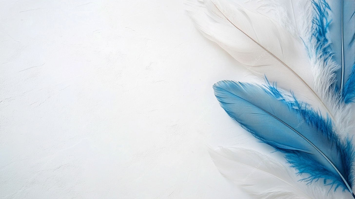 蓝白羽毛静物图