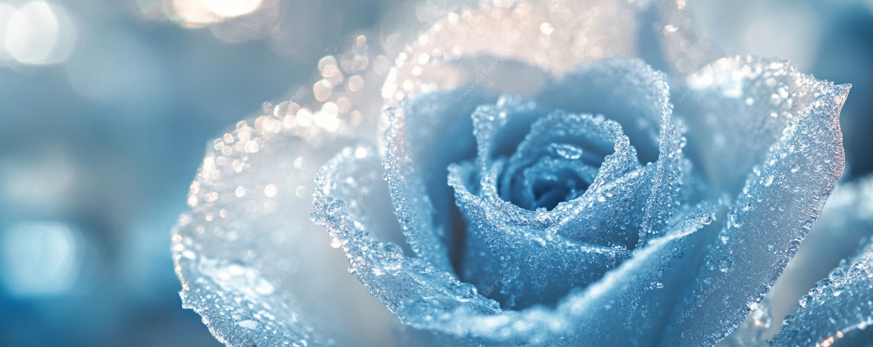 蓝玫瑰上的晶莹露珠