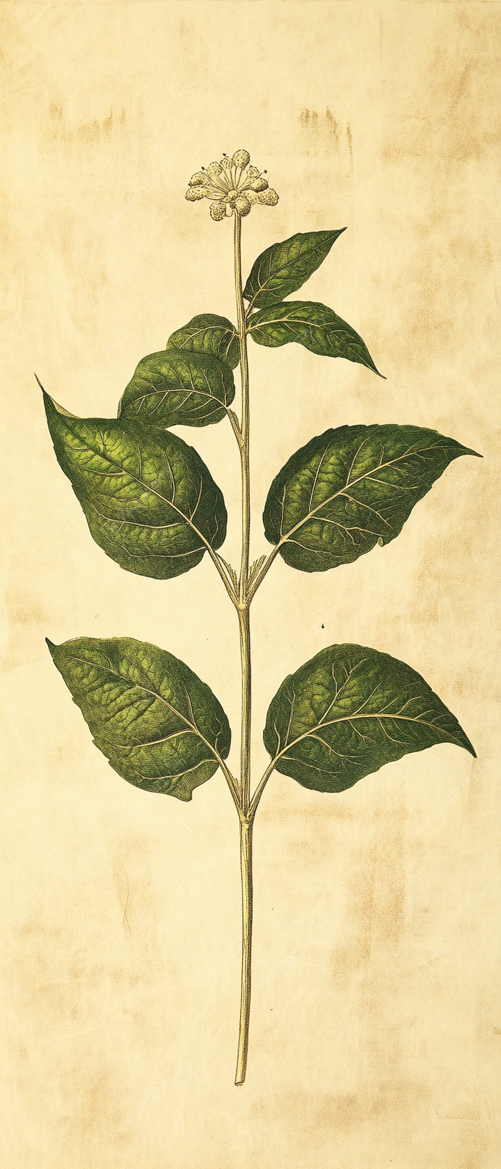 复古风植物插画