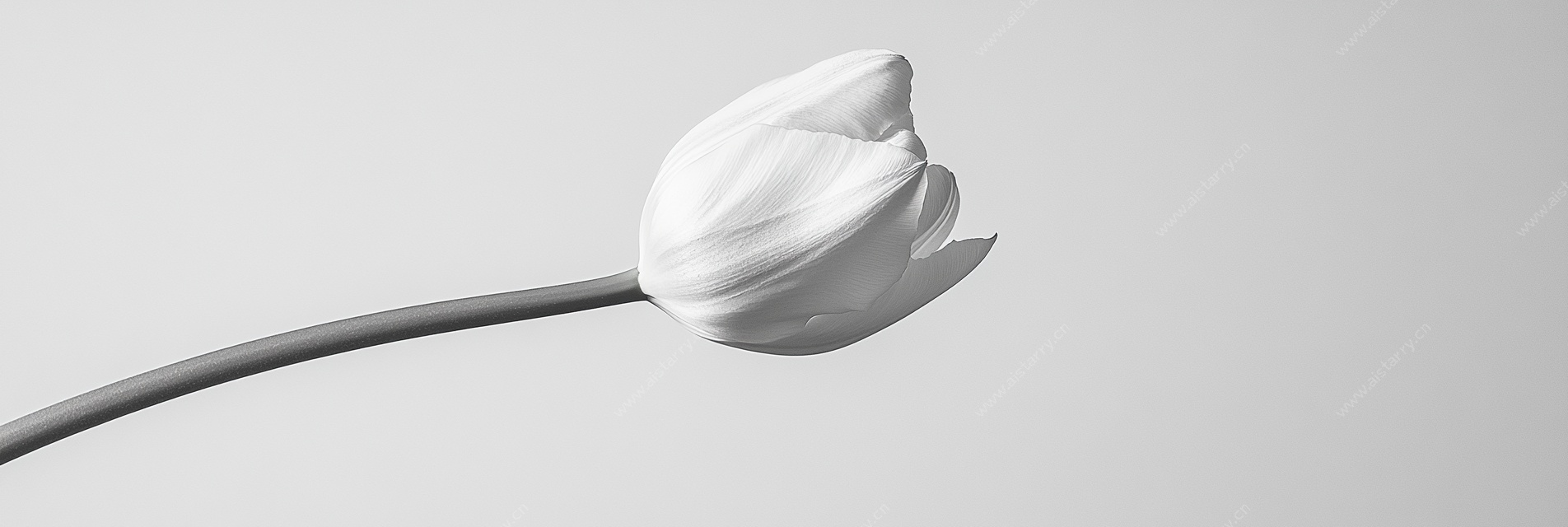 单朵白色郁金香特写