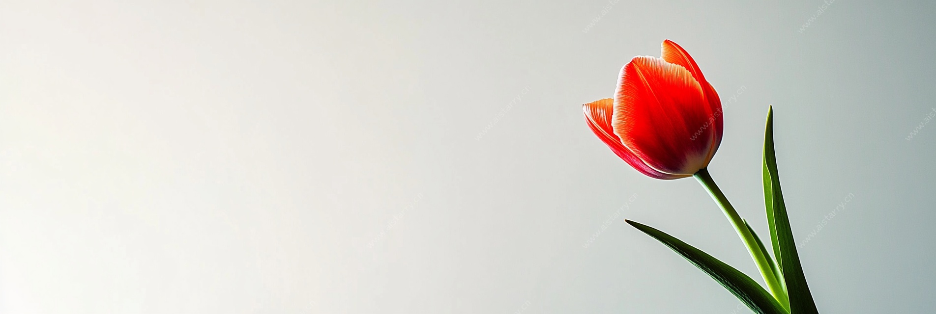 单枝红郁金香特写