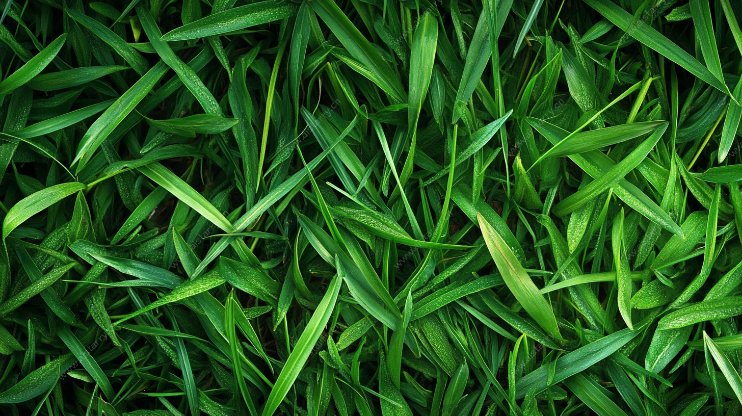 翠绿青草纹理图