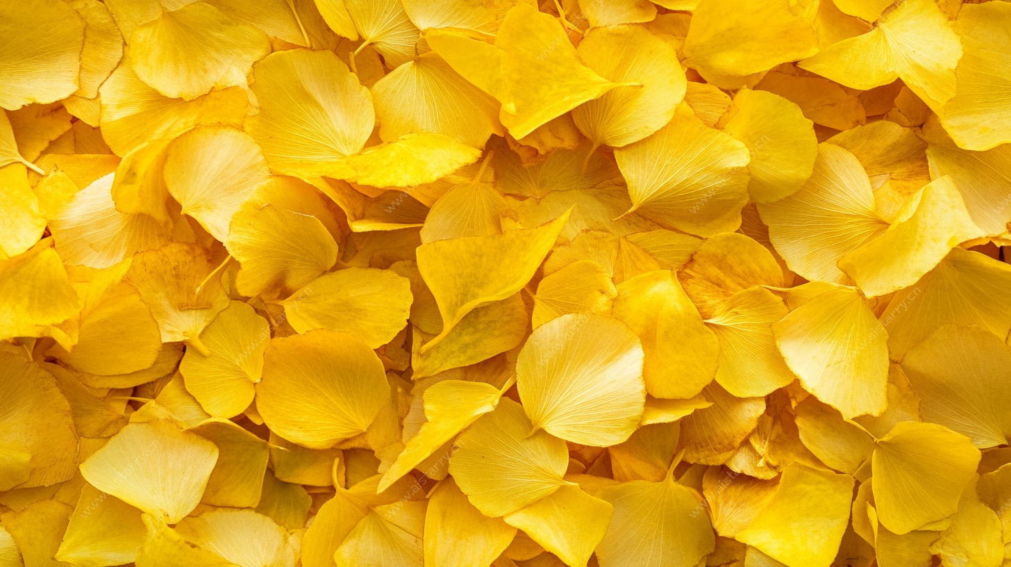 金黄玫瑰花瓣浪漫铺陈