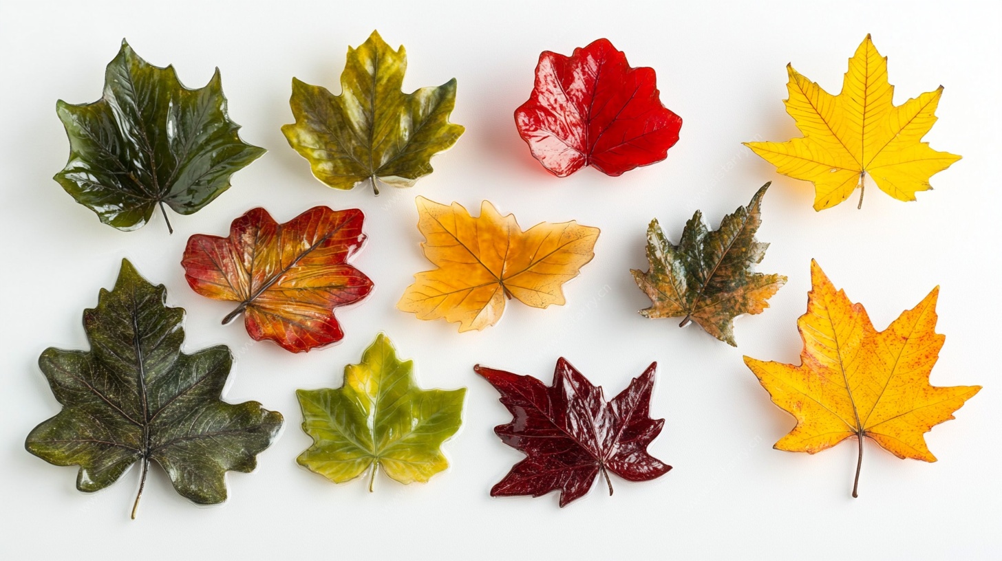 多彩秋叶集合