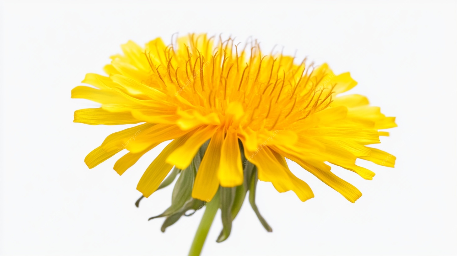 黄色蒲公英特写花朵