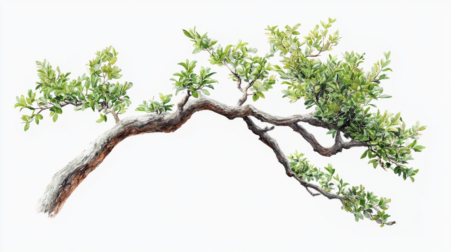 弯曲虬劲的翠绿盆景树