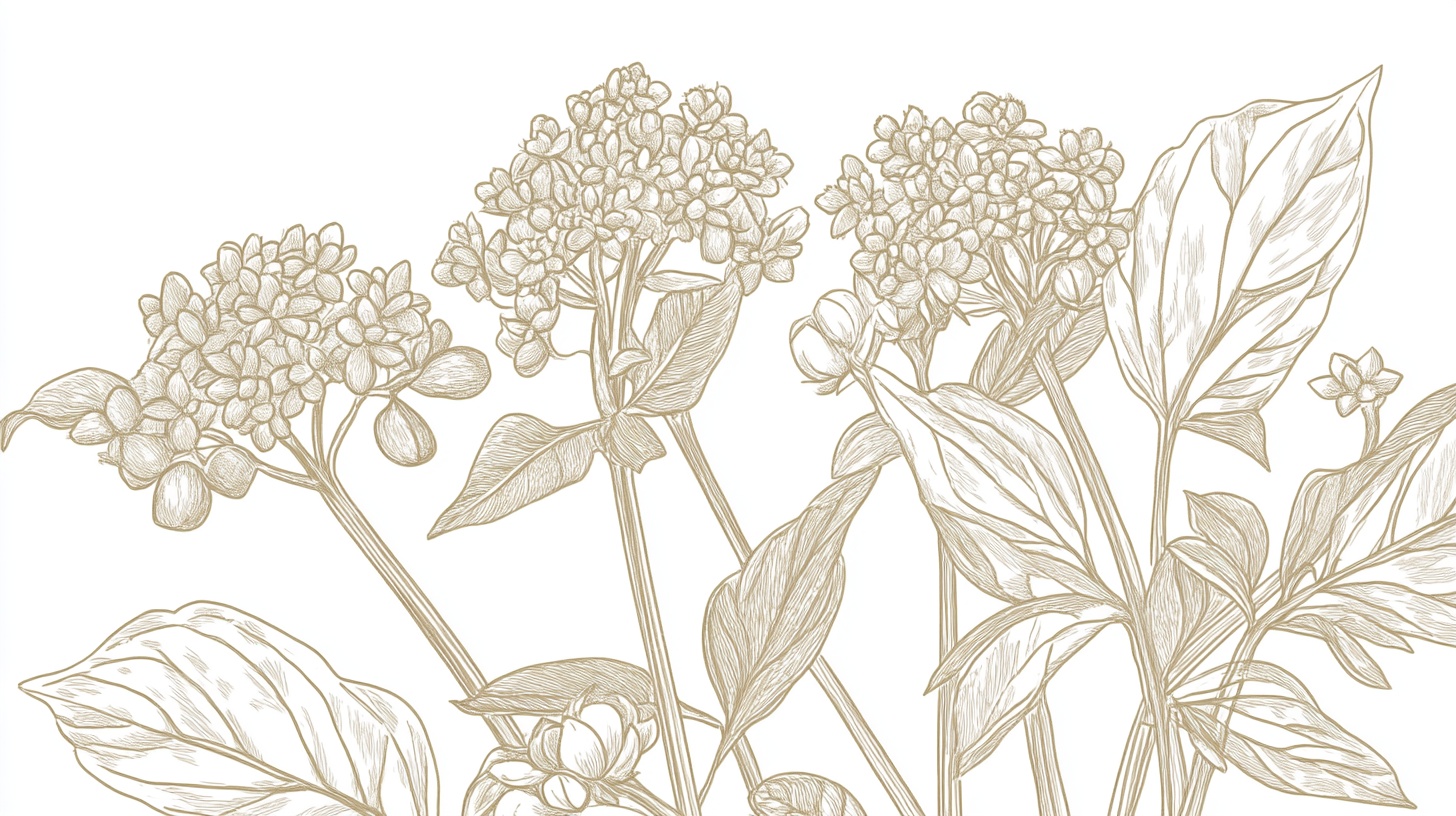 手绘植物花卉线稿图