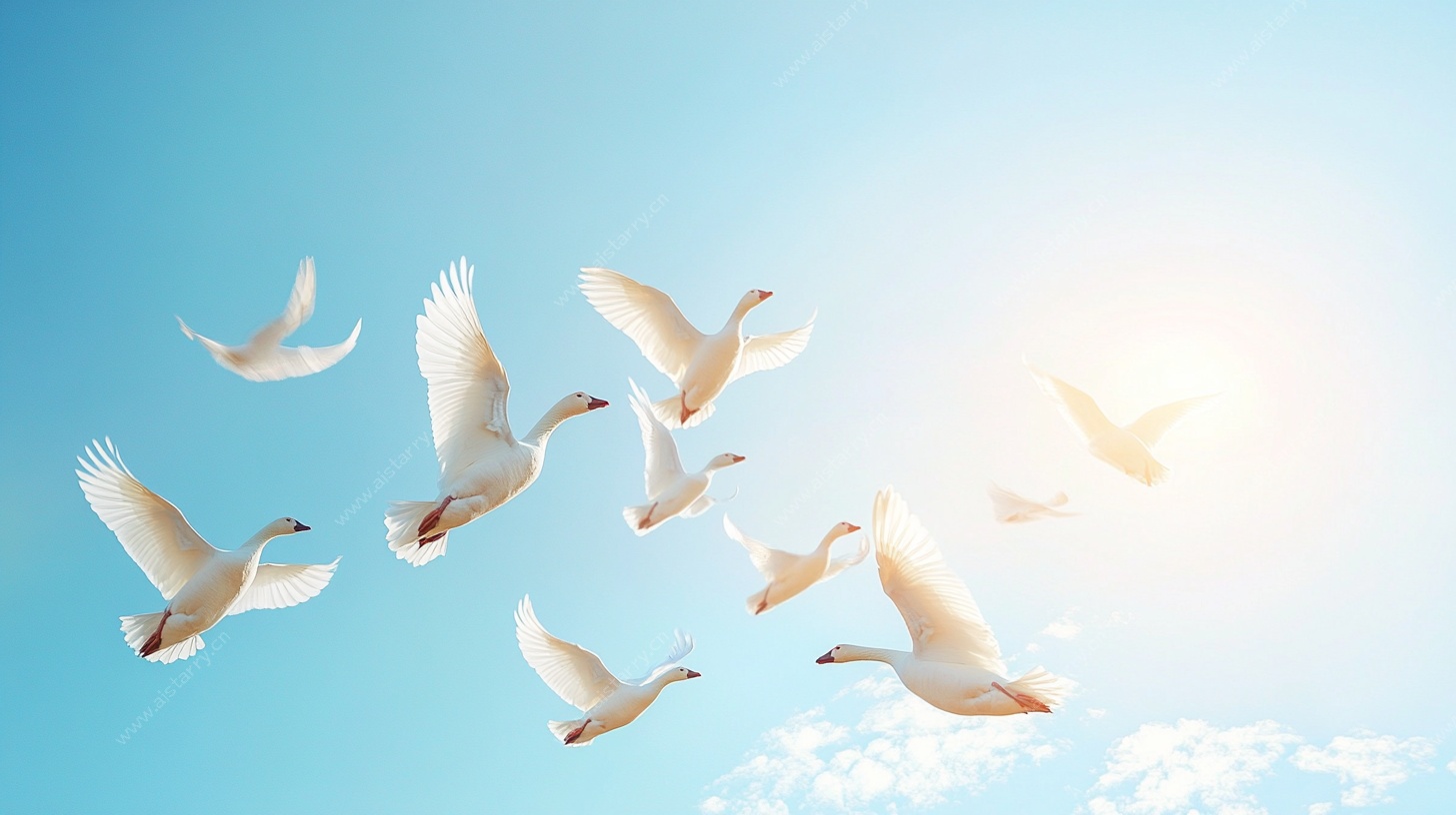 白鸽蓝天展翅飞翔图
