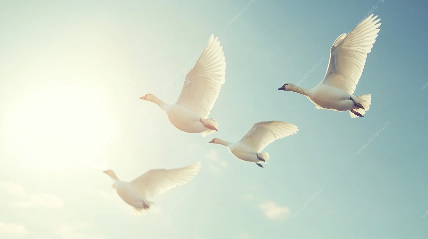 天空中飞翔的洁白天鹅