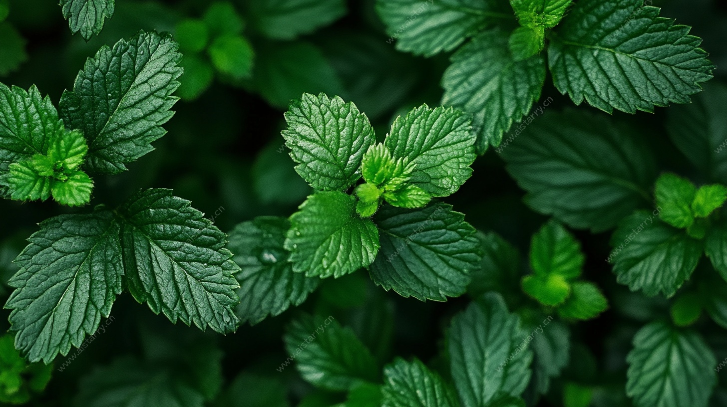 清新薄荷叶