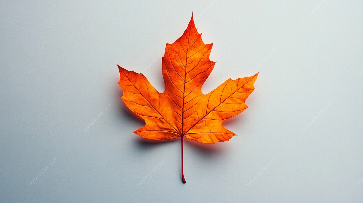 单片橙红色枫叶特写