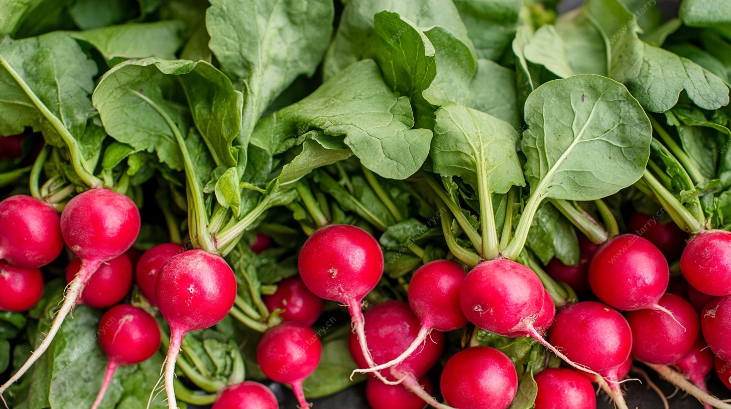 新鲜水嫩樱桃萝卜